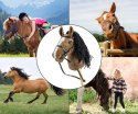 Milly Mally Hobby Plus Koń na Kiju Dark Brown