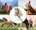 Milly Mally Hobby Plus Koń na Kiju Light Grey