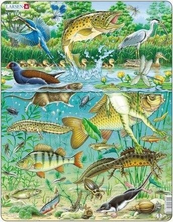 Układanka Larsen Maxi Pond 50el