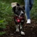 Diamentowa lampka bezpieczeństwa dla zwierząt UMO21003