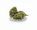 CBD Kwiaty Konopi "Citron" 0,3 g
