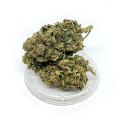 CBD Kwiaty Konopi "Forest Kush" 3,5 g - SPECIAL EDITION