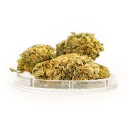 CBD Kwiaty Konopi 