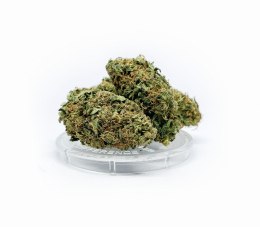 CBD Kwiaty Konopi 