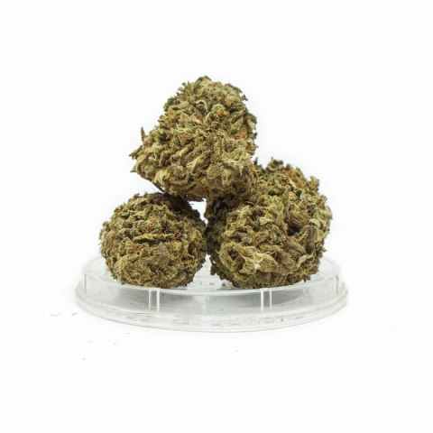 THERAPY CBD Kwiaty Konopi "Mango Kush" 4,20 g