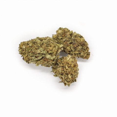 THERAPY Mango Kush Susz CBD 1 g