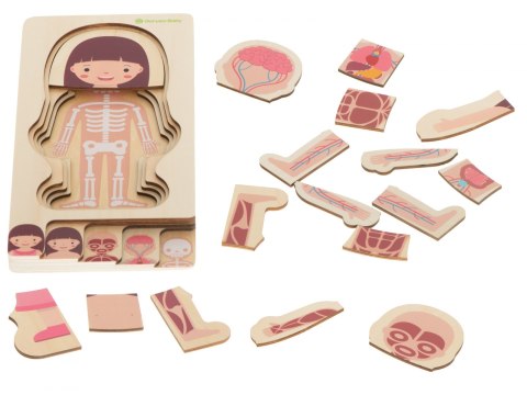 PUZZLE DREWNIANE WARSTWOWE BUDOWA CIAŁA MONTESSORI DZIEWCZYNKA