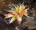 Piececool Puzzle Metalowe Model 3D HIP072-RG Strzelec SAGITTARIUS