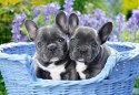 CASTORLAND Puzzle 1000 elementów French Bulldog Puppies - Buldogi francuskie 68x47cm