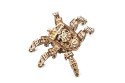 HEXAPOD ODKRYWCA